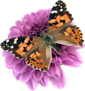 Schmetterling auf Blume