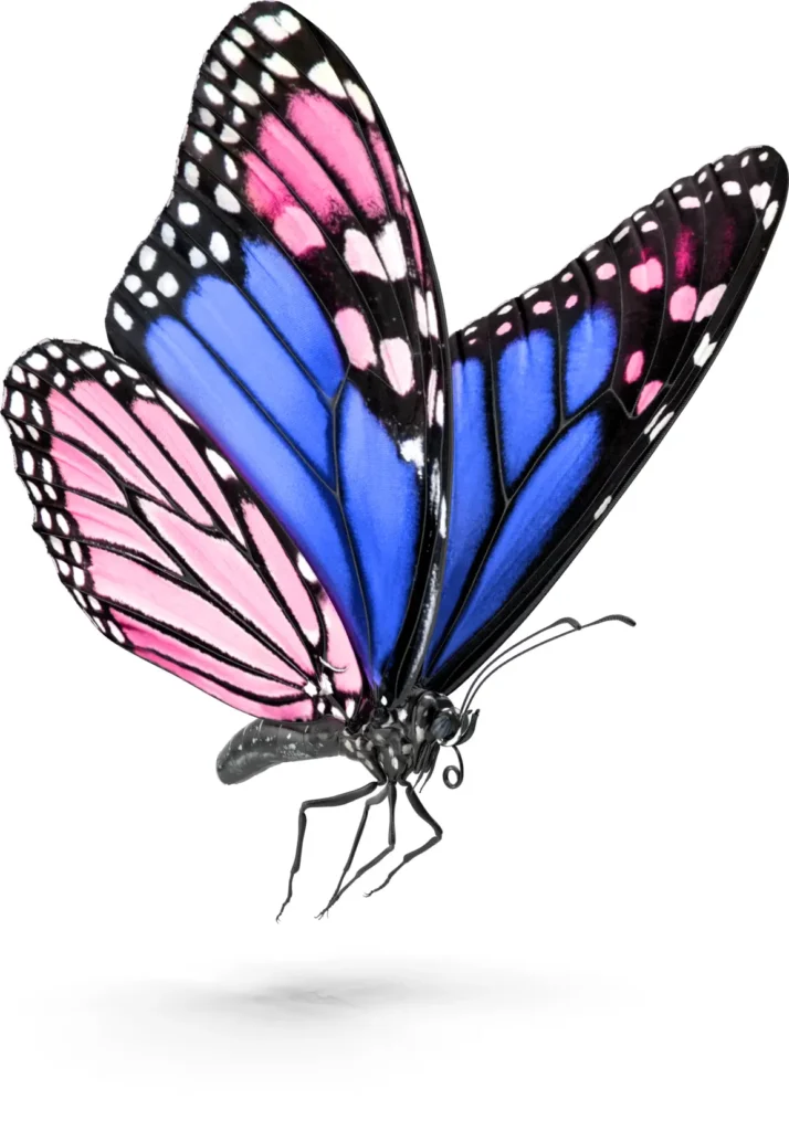 Schmetterling Rosa-Blau